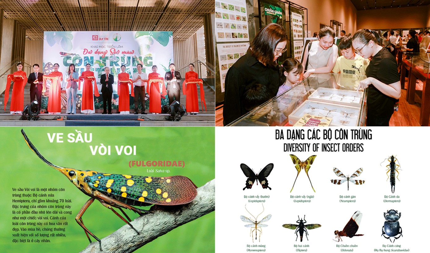 Triển lãm “Đa dạng Sắc màu côn trùng Việt Nam” do ĐH Duy Tân và Trường ĐH Đà Lạt tổ chức